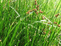 Cyperus ligularis
