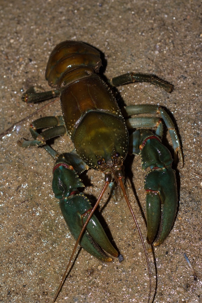 Astacoides granulimanus