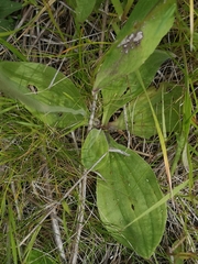 Plantago media