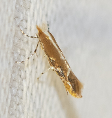 Cameraria quercivorella