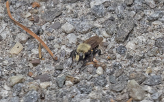Laphria virginica