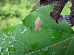 Acleris emargana