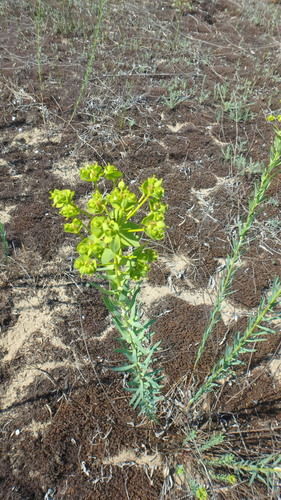 steppe spurge
