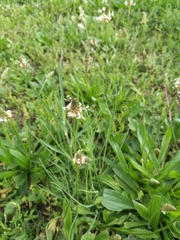 Plantago lanceolata
