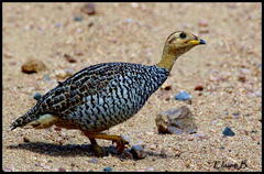 Campocolinus coqui coqui