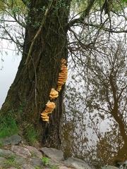 Laetiporus sulphureus