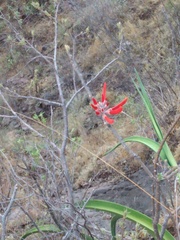 Erythrina flabelliformis