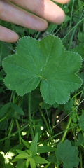 Alchemilla lindbergiana