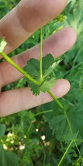 Alchemilla lindbergiana
