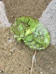 Polypedilum braseniae