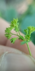 Alchemilla lindbergiana