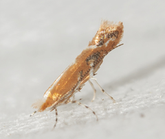 Cameraria quercivorella