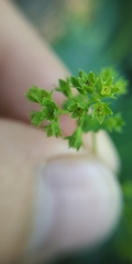 Alchemilla lindbergiana