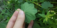 Alchemilla lindbergiana