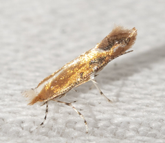 Cameraria quercivorella