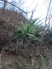 Agave vilmoriniana