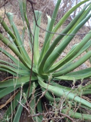 Agave vilmoriniana