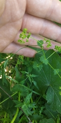 Alchemilla lindbergiana