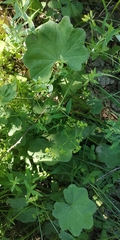 Alchemilla lindbergiana