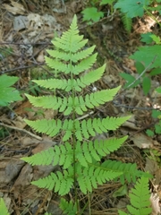 Dryopteris × triploidea