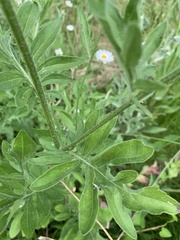 Centaurea scabiosa