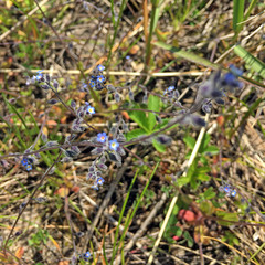 Myosotis ramosissima
