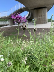 Centaurea scabiosa