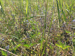 Myosotis ramosissima