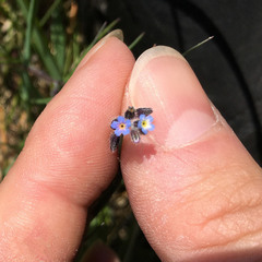 Myosotis ramosissima