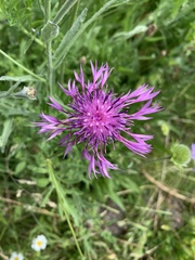 Centaurea scabiosa