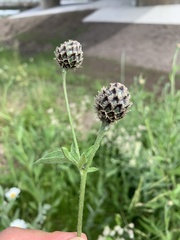 Centaurea scabiosa