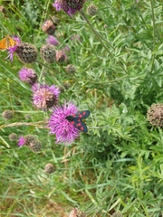 Zygaena lonicerae