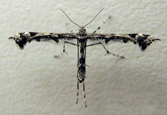 Amblyptilia pica