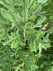 Centaurea scabiosa