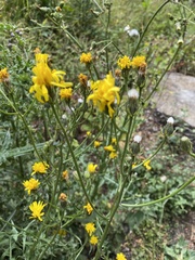Crepis biennis