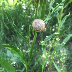 Caucasotachea vindobonensis
