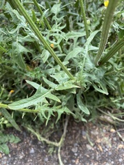 Crepis biennis
