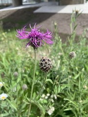 Centaurea scabiosa
