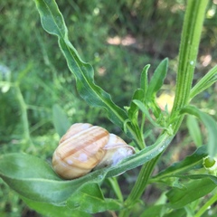 Caucasotachea vindobonensis