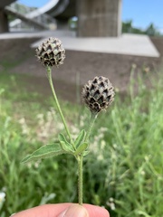 Centaurea scabiosa