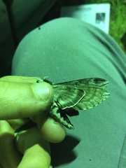 Sphinx poecila