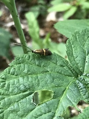 Nemophora degeerella