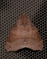 Bastilla hamatilis