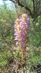 Phelipanche arenaria
