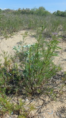 Artemisia arenaria