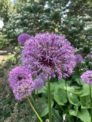 Allium