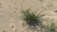 Artemisia arenaria