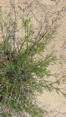 Artemisia arenaria