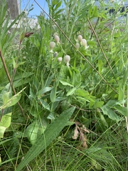 Silene vulgaris