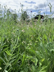 Silene vulgaris